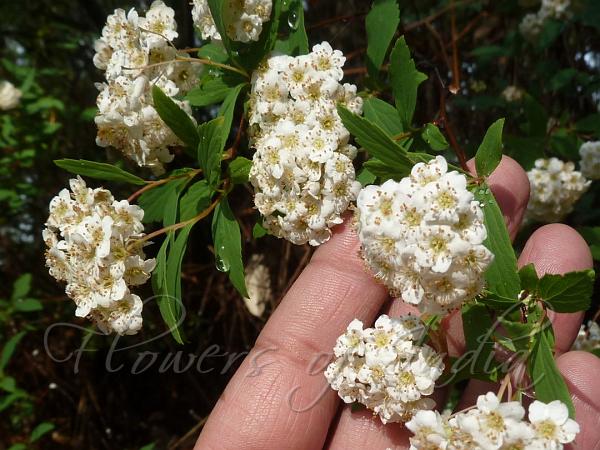 Spiraea cantoniensis - Reeves' Spirea